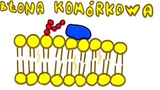 Błona Komórkowa  LiczNaPalcach Biologia [upl. by Nivahb]