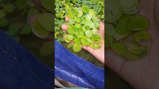 Amazon Frogbit melimpah 🤑 [upl. by Nosnev]