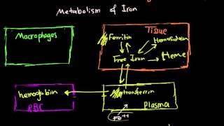 RBC part 2  Hemoglobin and Iron Metabolism [upl. by Aika]