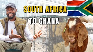 IMPORTING LIVESTOCK FROM SOUTH AFRICA AVOID THESE DEADLY MISTAKES IN GHANA NIGERIA LIBERIA [upl. by Avehstab]