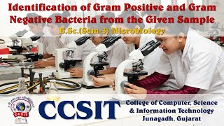 BScSem3 Microbiology Prac 2 amp 4  Identification of Gram Positive and Gram Negative Bacteria [upl. by Yadrahs]