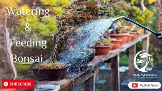 Watering and Feeding Bonsai [upl. by Eselehs]