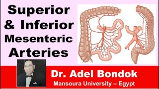 Superior and Inferior Mesenteric Arteries Dr Adel Bondok [upl. by Jp]