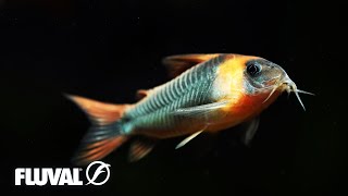 Corydoras  Species Overview and Care Tips [upl. by Aicatsanna451]