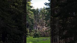 Rotorua Red Woods Disc Golf [upl. by Notnert402]