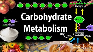 Carbohydrate Structure and Metabolism an Overview Animation [upl. by Danyette]