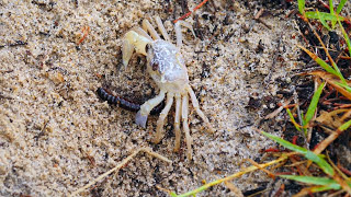 Juvenile Ghost Crab Ocypode with Millipede Diplopoda [upl. by Balling221]