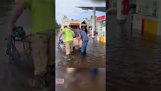 Millie the Pig Rescued From Hurricane Flooding shorts [upl. by Anialem]