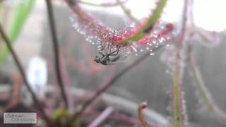 Carnivorous plants Drosera binata var multifida f extrema vs Fly [upl. by Dorsy]