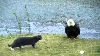 Hilarious Cat vs Eagle thoughts [upl. by Halstead]