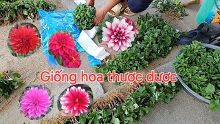 Giống thược dược clip cũ [upl. by Dyl]