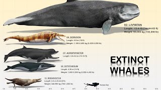 The 13 Giant Prehistoric Whales [upl. by Ria190]