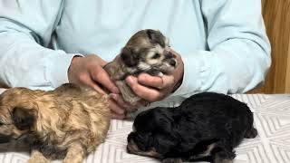 Carmels Schnoodle Puppies October 9 2024 [upl. by Ellimak491]