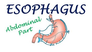 Chp19  Esophagus Abdominal Part  BDC Vol2  Dr Asif Lectures [upl. by Selmore]