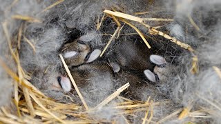 Nest Full of Baby Cottontail Rabbits in My Vegetable GardenBaby Wild Bunnies [upl. by Monti918]