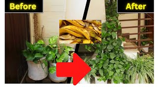 You will never throw away banana peel after watching this  banana peel fertilizer for any plants [upl. by Yeldud]