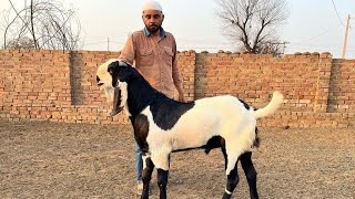 खूबसूरत अदन्त बीटल के साथ बङे बीटल बकरे आपके लिए लेकर आए Top Quality Beetal Male Goats Collection [upl. by Ilsa714]