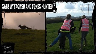 Foxes Saved Sabs attacked and biased police [upl. by Adnalor]