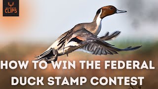 How to Enter the Federal Duck Stamp Contest  With 2024 Winner Chuck Black [upl. by Lyrak163]