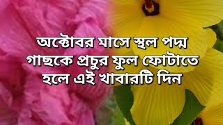 How to Grow Land Lotus flowers  Tips for growing more flowers indiangardening [upl. by Allets]