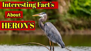 Interesting Facts About Heron  Great Blue Heron Facts [upl. by Asilam]