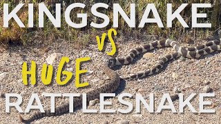 King Snake Vs MASSIVE Rattlesnake [upl. by Kreg294]