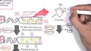 DNA Methylation and Cancer  Garvan Institute [upl. by Godding]