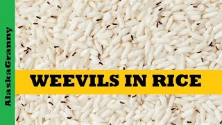 Weevils In RicePrevent WeevilsSolutionsBest Ways To Store Rice [upl. by Einimod]