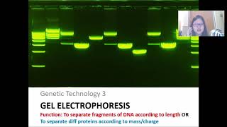 Chap 19 Part 3a Gel Electrophoresis and DNA Profiling  Cambridge ALevel 9700 Biology [upl. by Araes843]