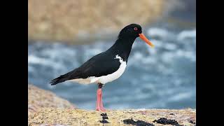 Oystercatcher Bird Call [upl. by Atirhs586]