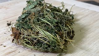 Drink this before you go to bed tonight see what happened to your body in the morning Cerasee Tea [upl. by Jillayne653]