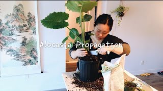 How To Propagate Alocasia Elephant Ear Plant My Plants Obsessions [upl. by Kimble]