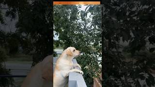 അവളെവിടെ❤❤pets puppy dog viral short shortvideo doglover pet trending [upl. by Aenneea]