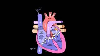 Circulatory System and the Heart in Bangla [upl. by Eeznyl]