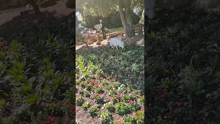 Australia Canberra city miniature garden [upl. by Yeltihw]