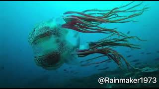 Rare Jellyfish Chirodectes maculatus sighting filmed by Rainmaker1973 [upl. by Naltiak]