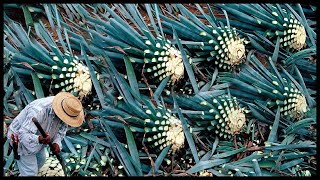 Awesome Blue Agave Cultivation And Harvesting  Tequila Making Process [upl. by Enenaj939]