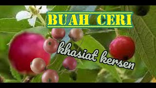 10 manfaat buah ceri pinggir jalan cherryjawa kersen tanamanobat [upl. by Ellener]