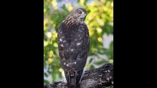 Coopers Hawk 72723 [upl. by Anilegna618]