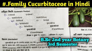 Family Cucurbitaceae in Hindi  BSc Second year Botany third Semester [upl. by Weston]