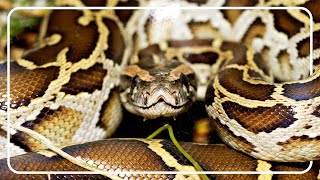 Chasing Giants Python Hunters In The Everglades amp Puerto Rico [upl. by Yttik]