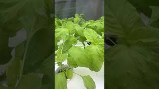 Hydroponically grown spinach gardengrove hydroponics green healthyfood [upl. by Dickey942]