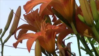 Лилия оранжевая Лилейник Hemerocallis [upl. by Pacien418]