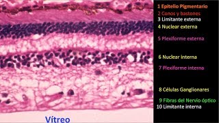 Las 10 capas de la retina Centro de Oftalmología Bonafonte Barcelona España [upl. by Thorin]