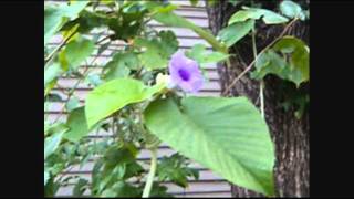 Hawaiian Baby Woodrose Flowering and Fruiting part two [upl. by Yelsnya]