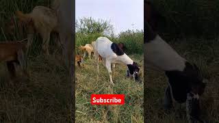 goat goats goatfarming animals shortvideo shorts trending trendingshorts viralreels [upl. by Faria309]