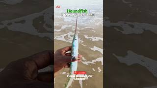 Rescue Completed ✓✓  quotHoundfish Life Was Saved Today ❤️‍🩹quot fish needlefish greenfish viralvideo [upl. by Einomrah]