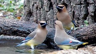 Cedar waxwings at the water bowl [upl. by Camarata]