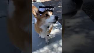 DOG ESCAPES JAIL drama corgi dog goldenretriever shorts [upl. by Weismann]