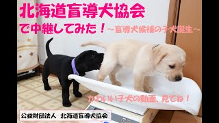 北海道盲導犬協会で中継してみた！盲導犬候補の子犬誕生～ [upl. by Malvie]